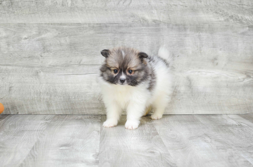 Hypoallergenic Pomeranian Baby