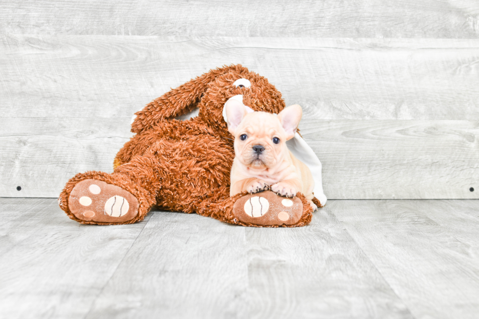 French Bulldog Pup Being Cute