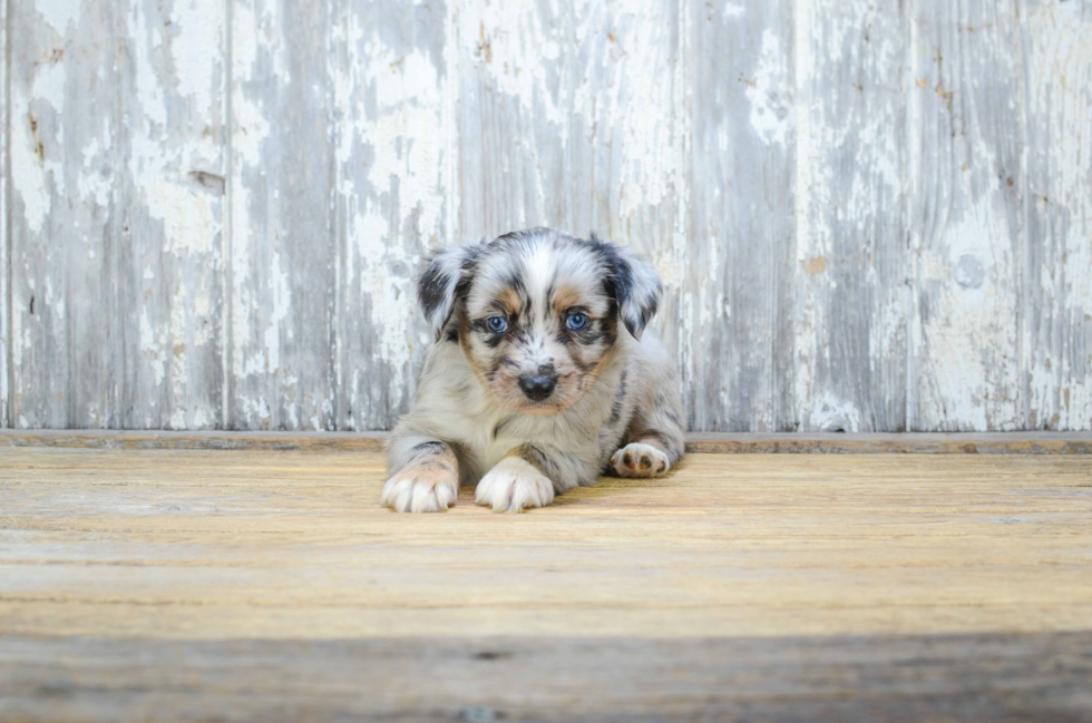 Smart Mini Aussiedoodle Poodle Mix Pup