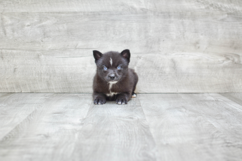 Pomsky Puppy for Adoption