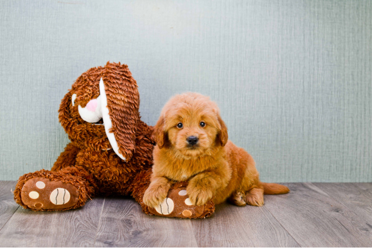 Best Mini Goldendoodle Baby