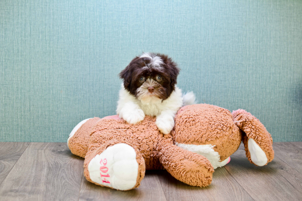 Havanese Puppy for Adoption