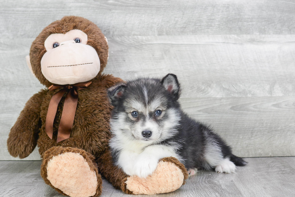 Pomsky Puppy for Adoption