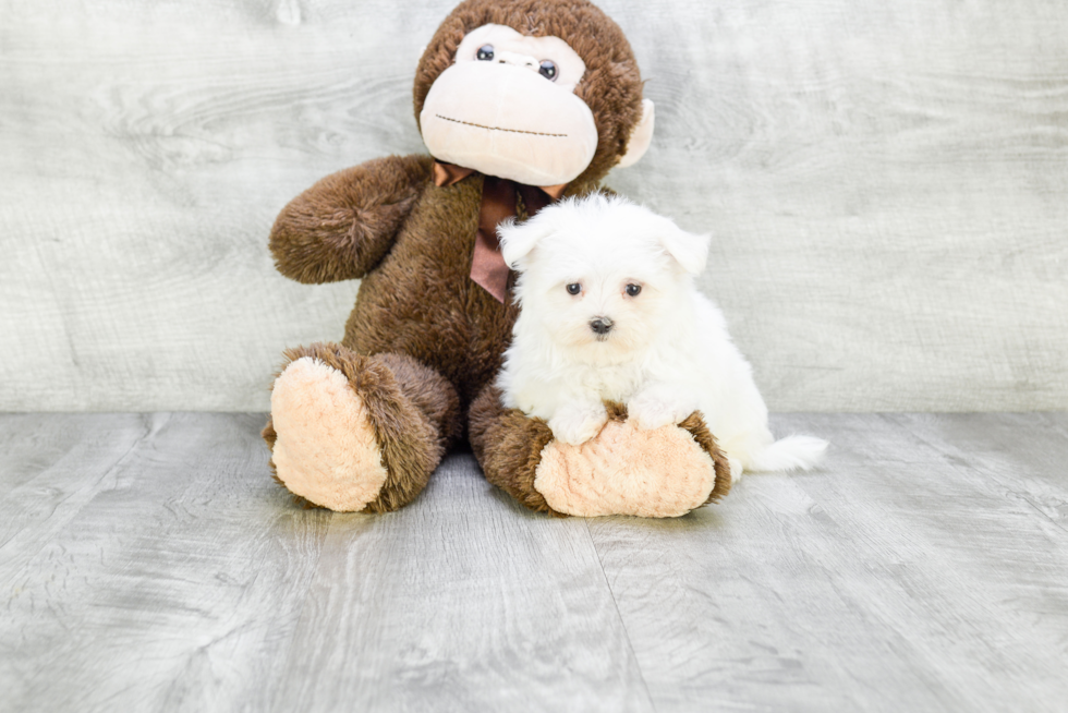 Cute Maltese Purebred Puppy