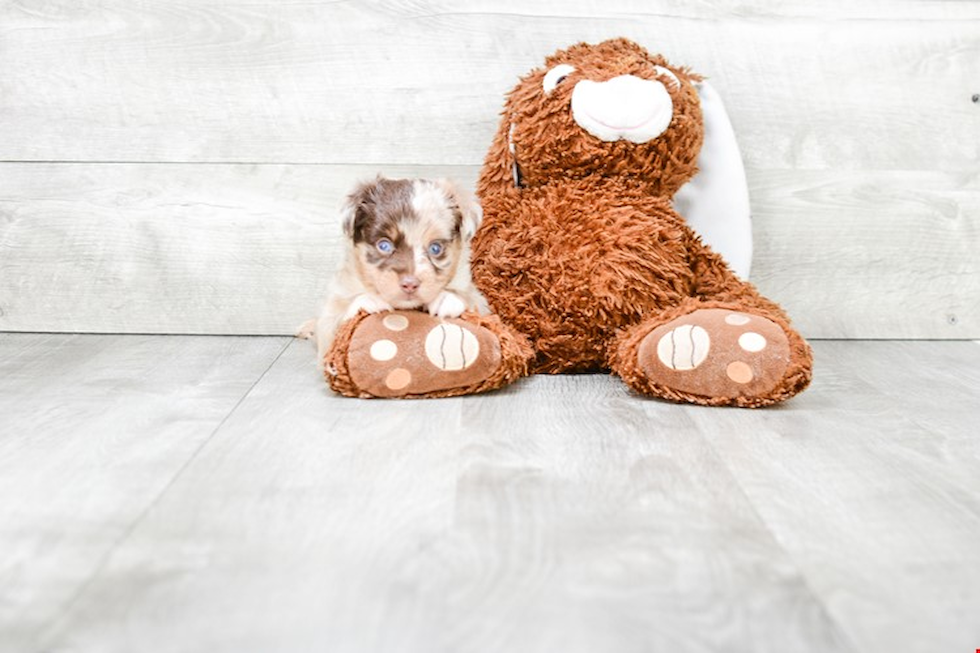 Mini Aussiedoodle Pup Being Cute