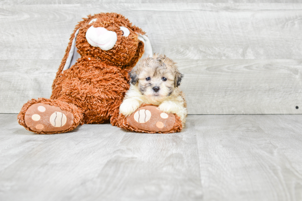 Teddy Bear Pup Being Cute