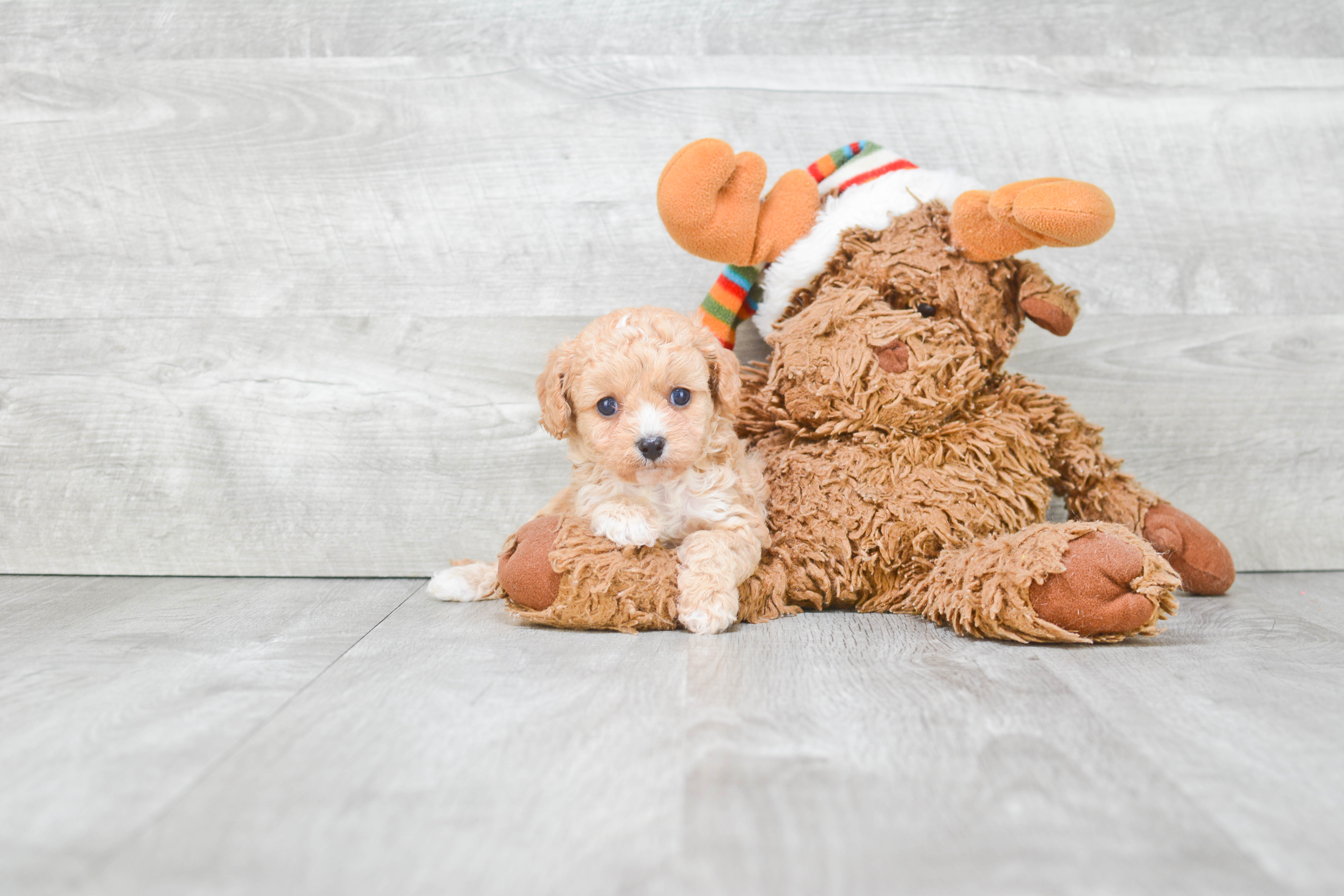 Cavapoo Puppy for Adoption
