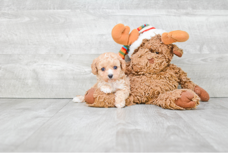 Cavapoo Puppy for Adoption