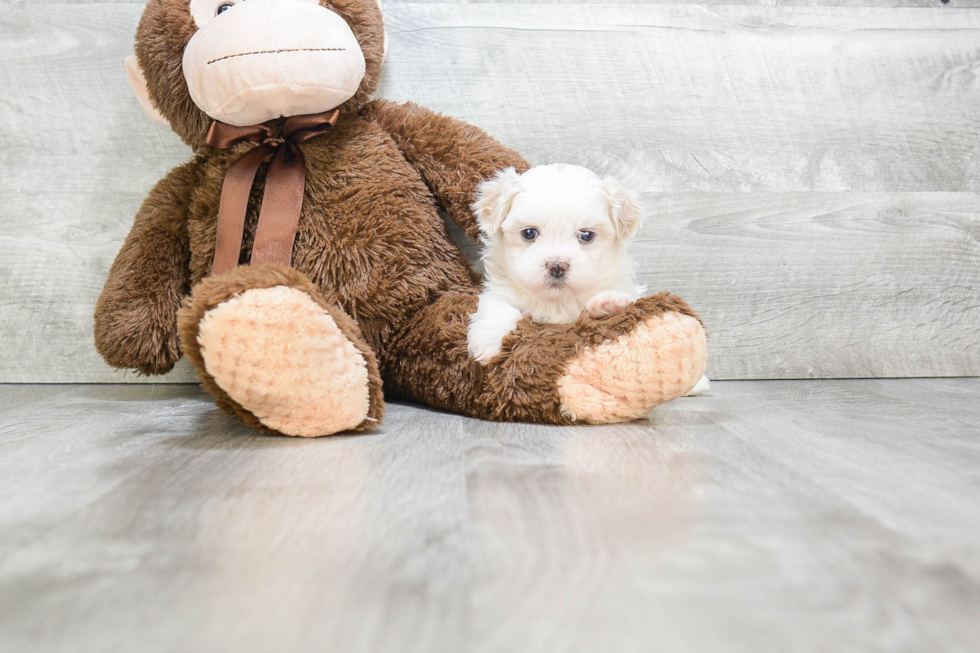 Teddy Bear Pup Being Cute