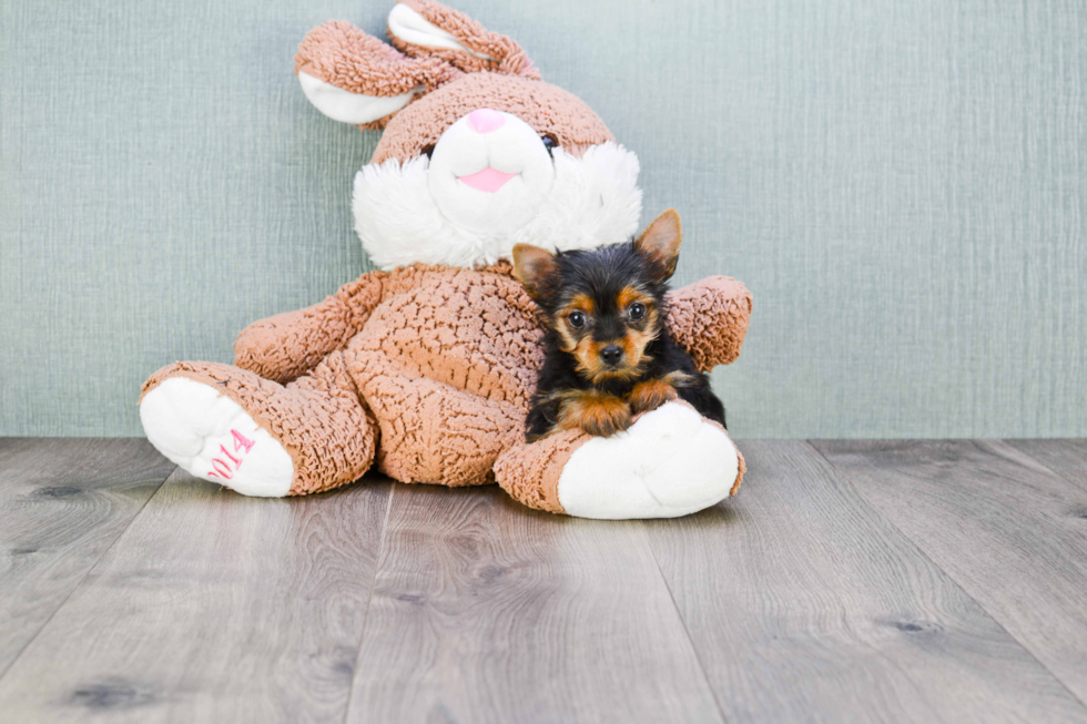 Meet Mindy - our Yorkshire Terrier Puppy Photo 