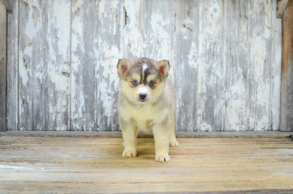 Fluffy Pomsky Designer Pup