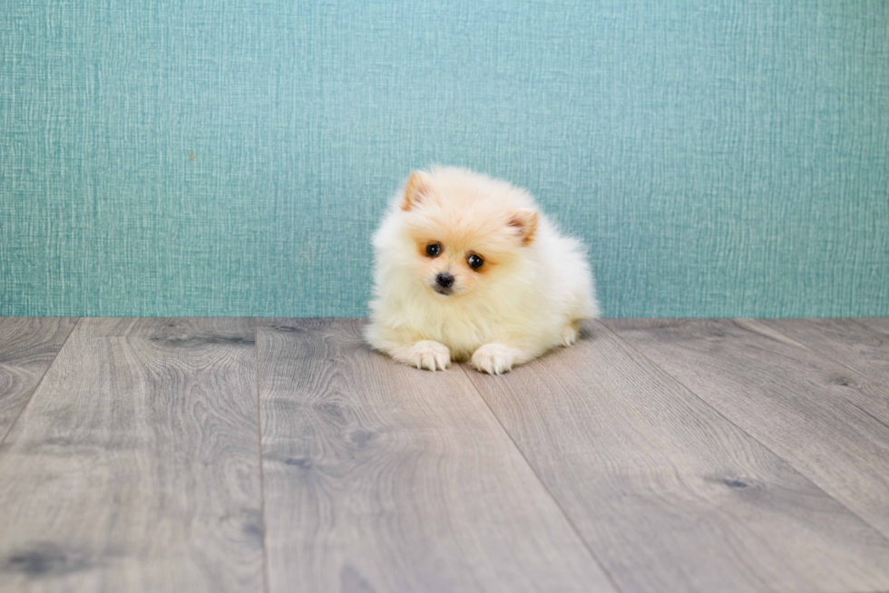 Sweet Pomeranian Purebred Puppy