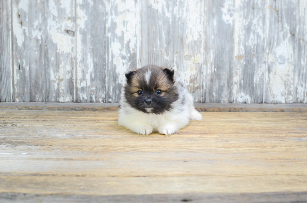 Happy Pomeranian Purebred Puppy