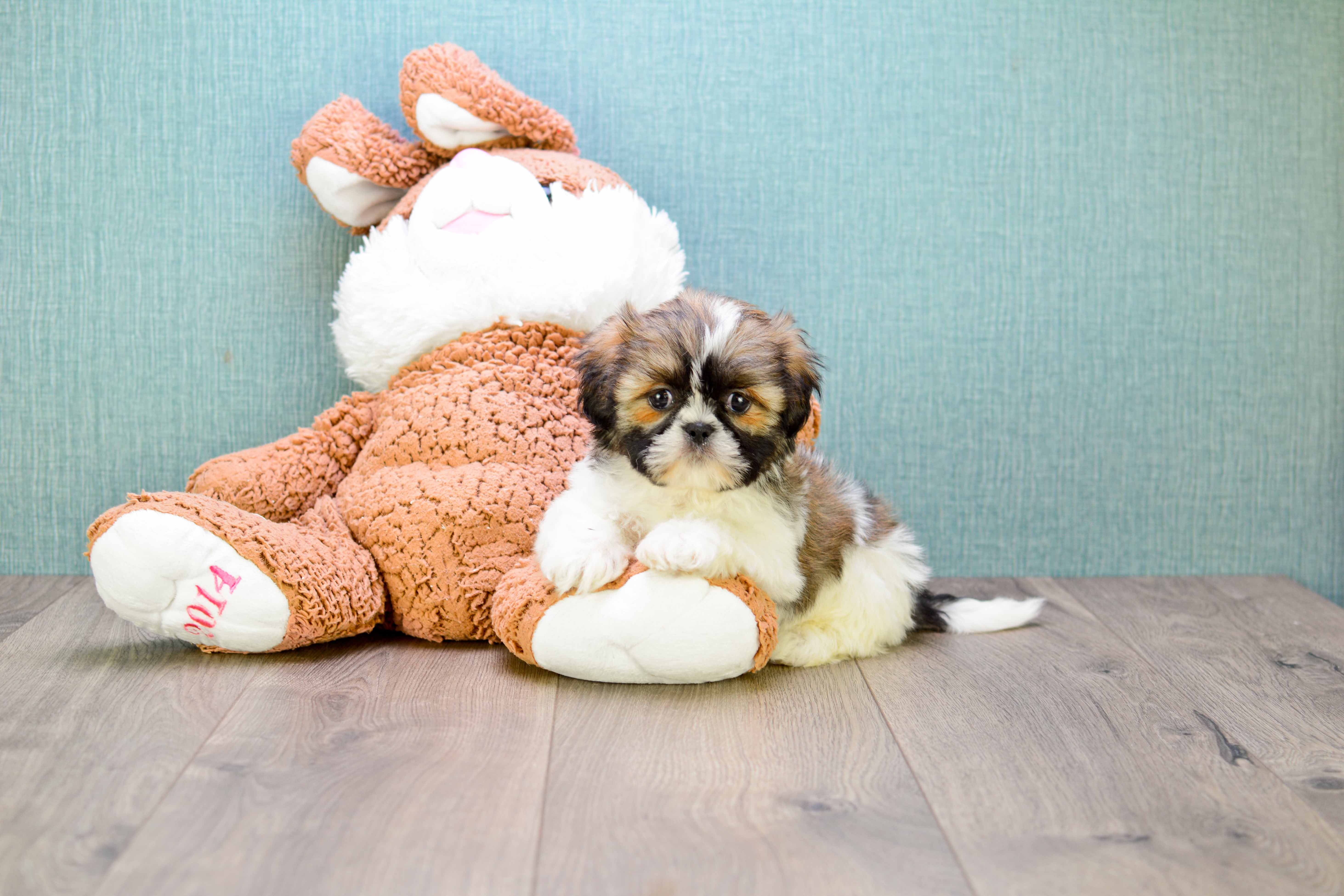 Best Teddy Bear Baby
