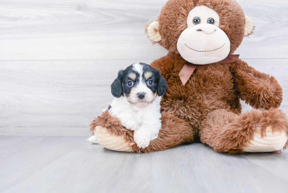 Smart Cavachon Designer Pup