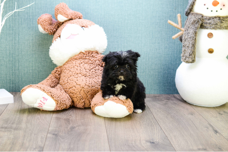 Morkie Puppy for Adoption