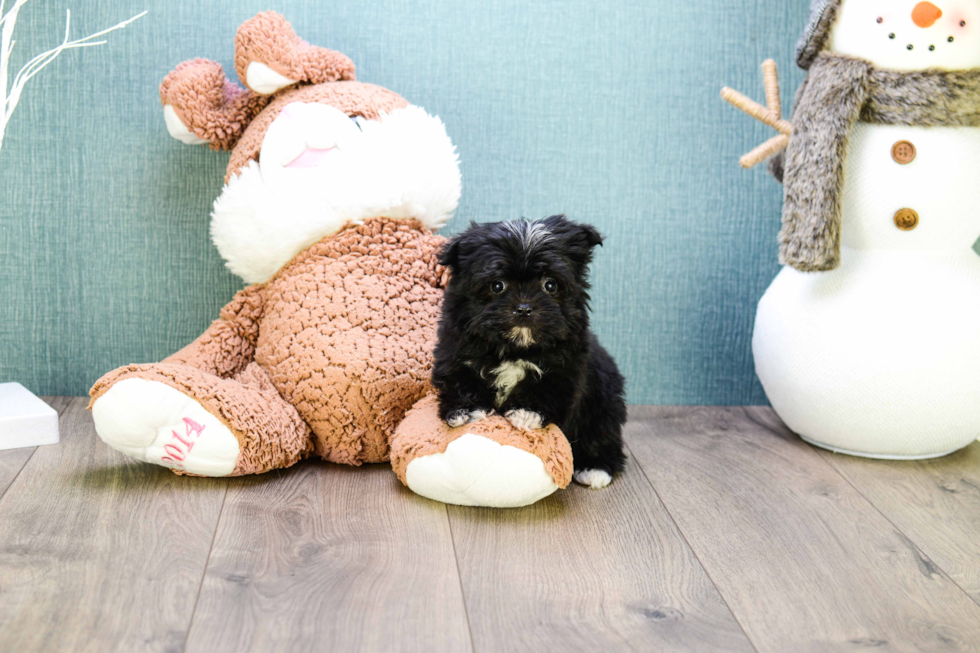 Morkie Puppy for Adoption
