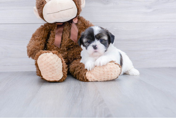 Hypoallergenic Shi Chon Designer Puppy