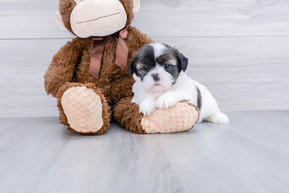 Hypoallergenic Shi Chon Designer Puppy