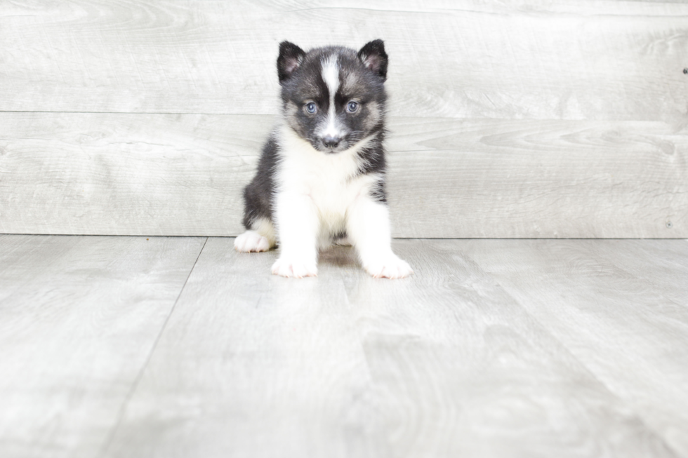 Fluffy Pomsky Designer Pup