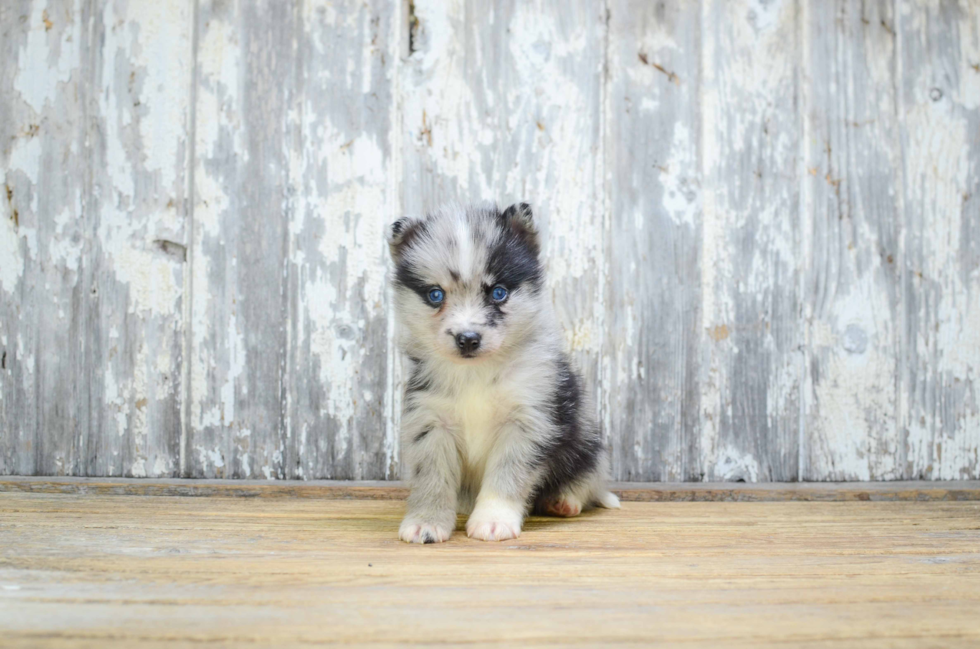 Sweet Pomsky Baby