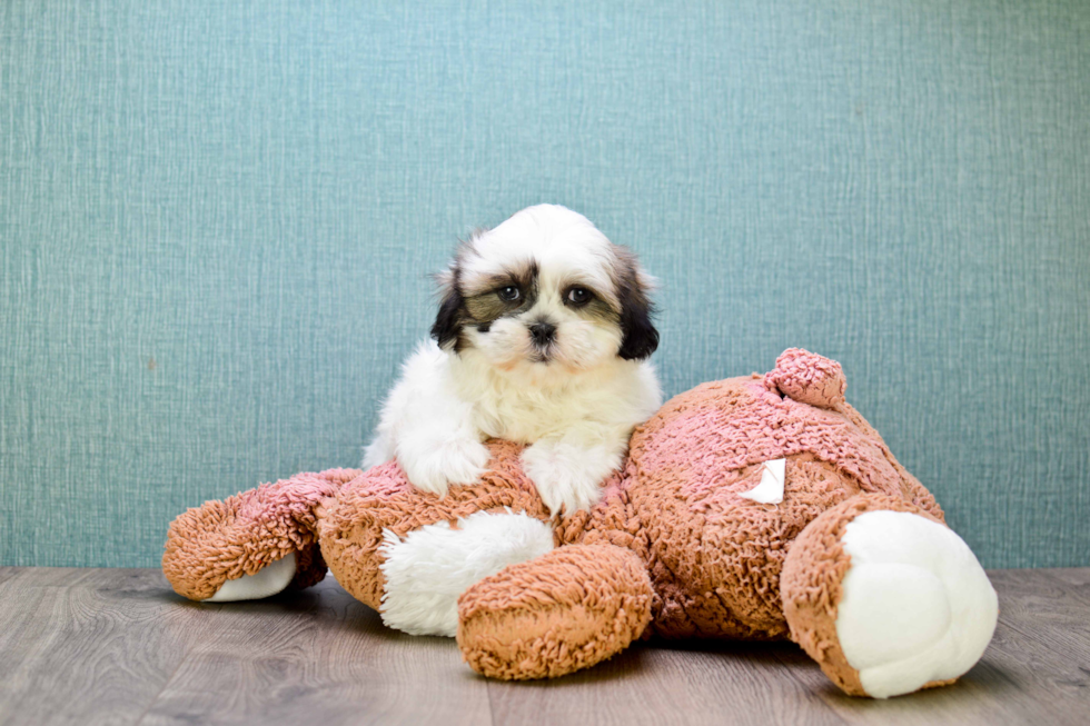 Hypoallergenic Shih Tzu Purebred Pup