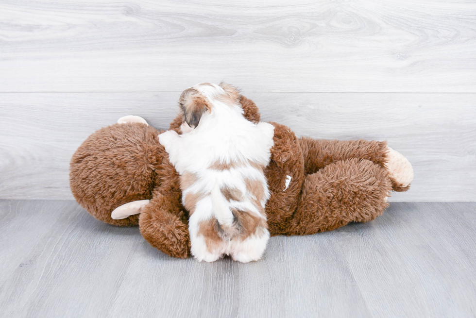 Best Teddy Bear Baby
