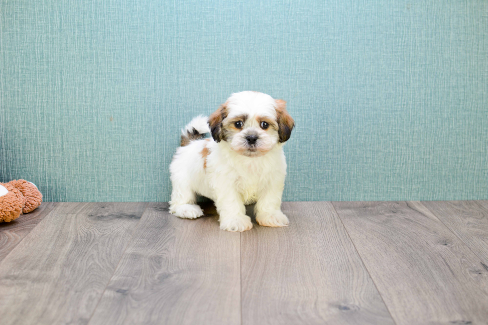 Energetic Shichon Designer Puppy