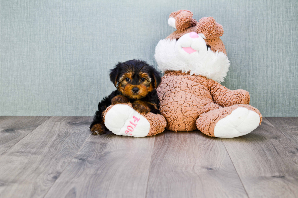 Meet Izzie - our Yorkshire Terrier Puppy Photo 