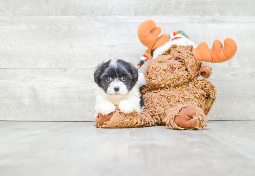 Best Havanese Baby