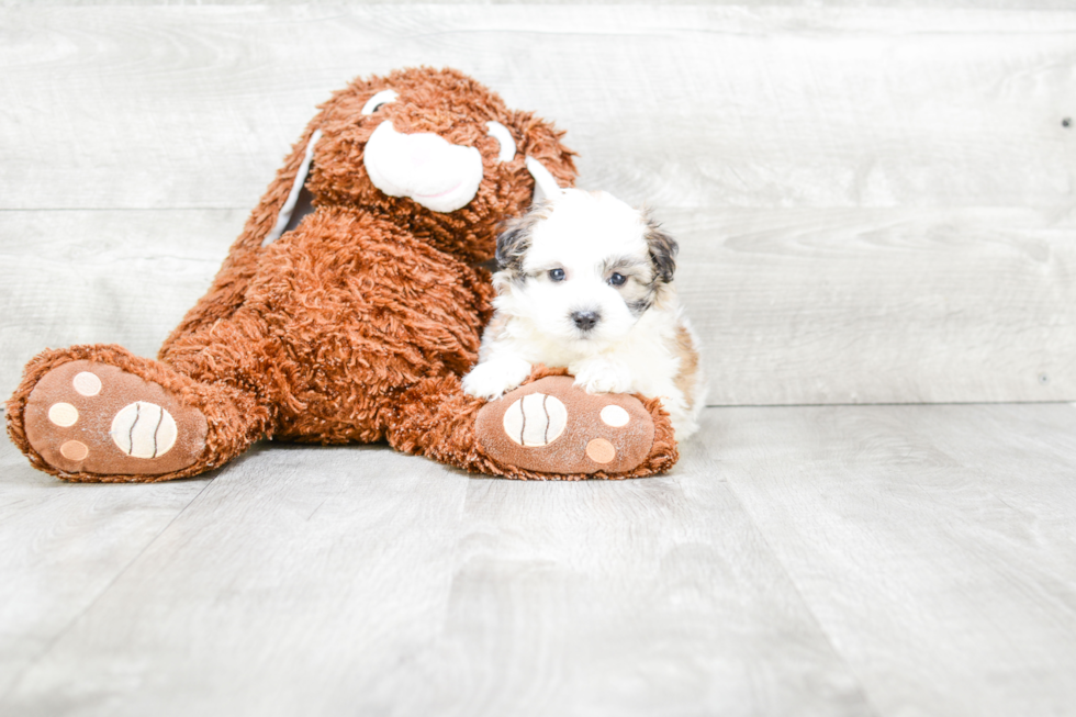 Fluffy Maltipoo Poodle Mix Pup