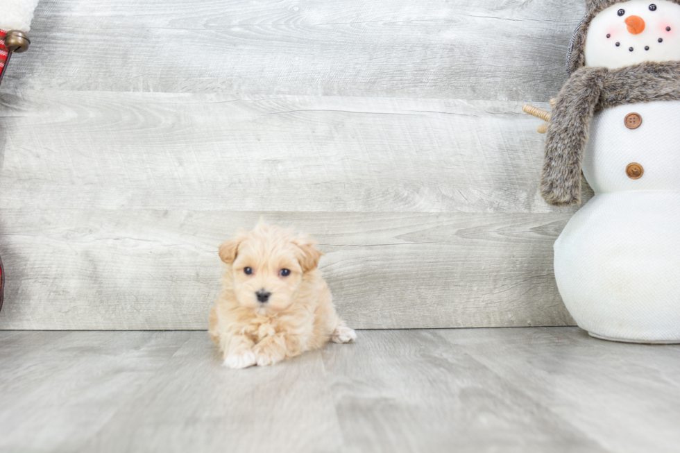 Best Maltipoo Baby