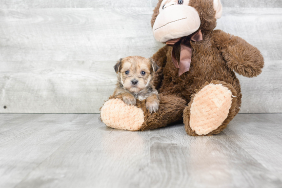 Happy Morkie Baby