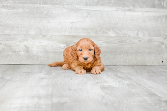 Fluffy Mini Goldendoodle Poodle Mix Pup