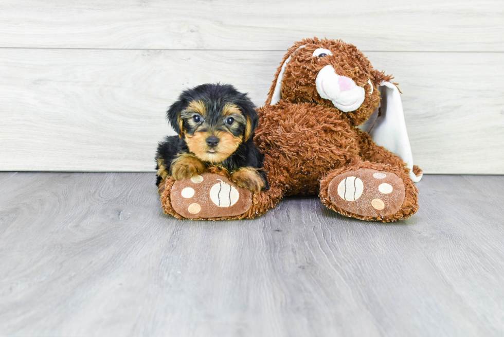 Meet Steph - our Yorkshire Terrier Puppy Photo 
