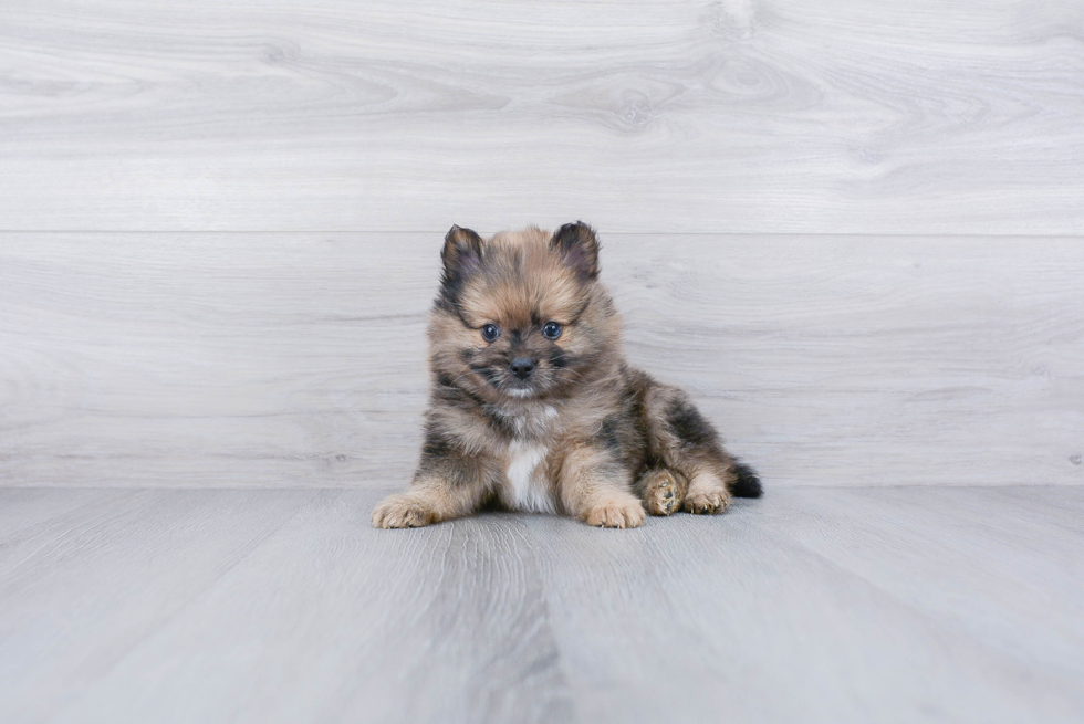 Cute Pomeranian Purebred Puppy