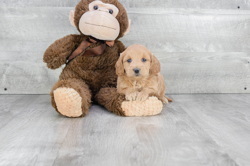 Mini Goldendoodle Pup Being Cute