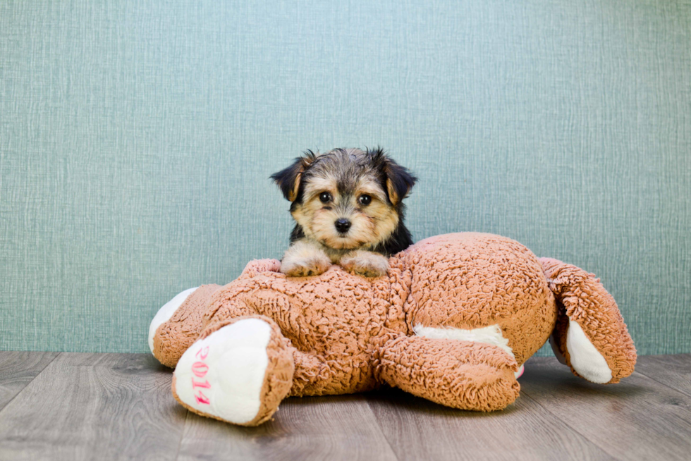 Popular Morkie Designer Pup