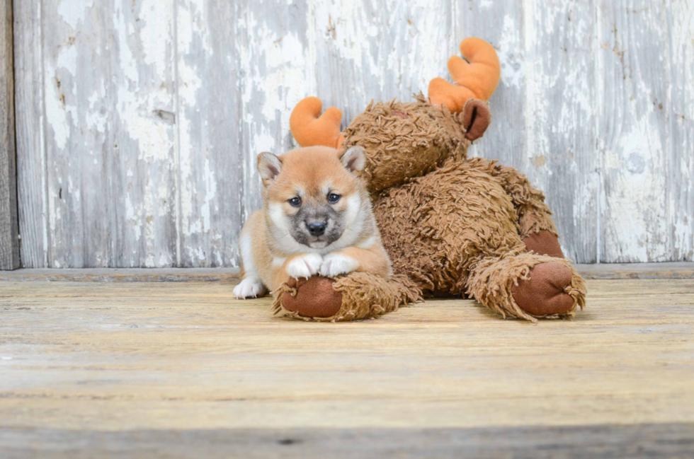 Cute Shiba Inu Mix Pup