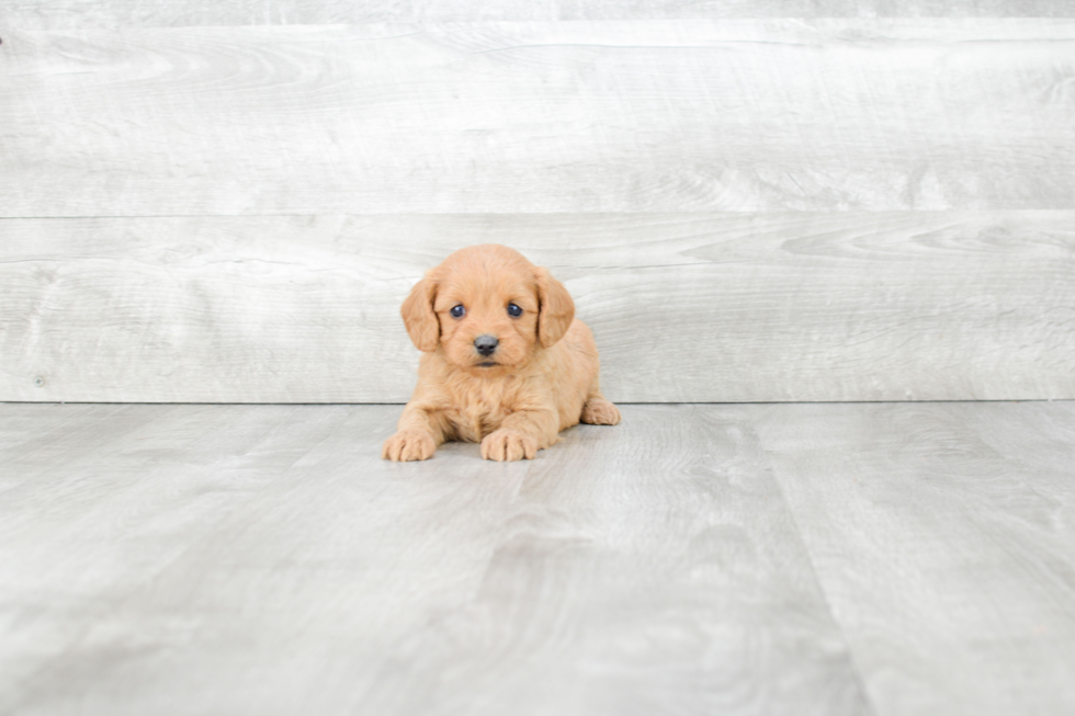 Cavapoo Pup Being Cute