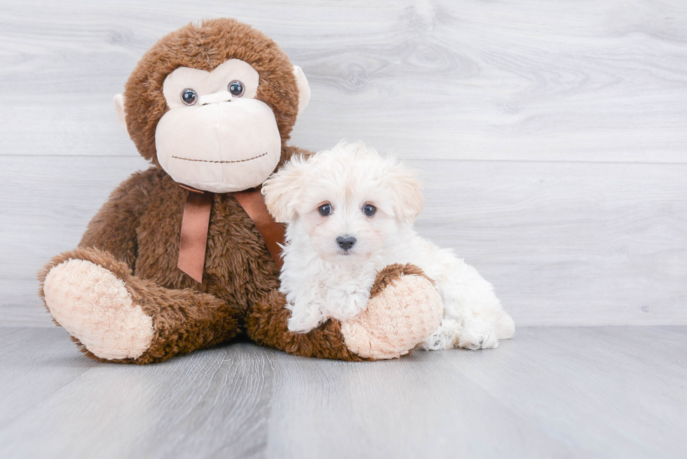 Hypoallergenic Maltepoo Poodle Mix Puppy