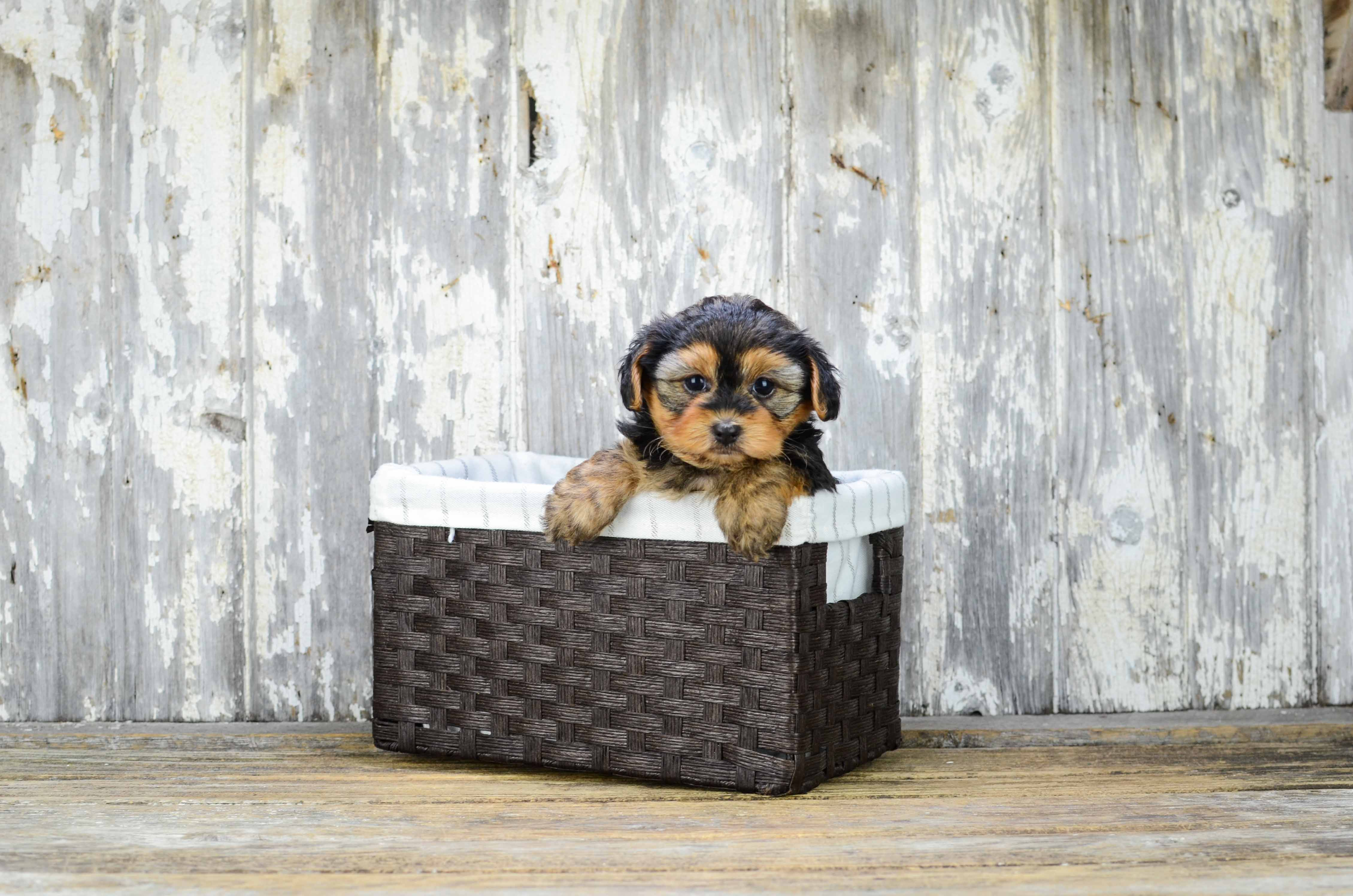 Fluffy Yorkie Poo Poodle Mix Pup