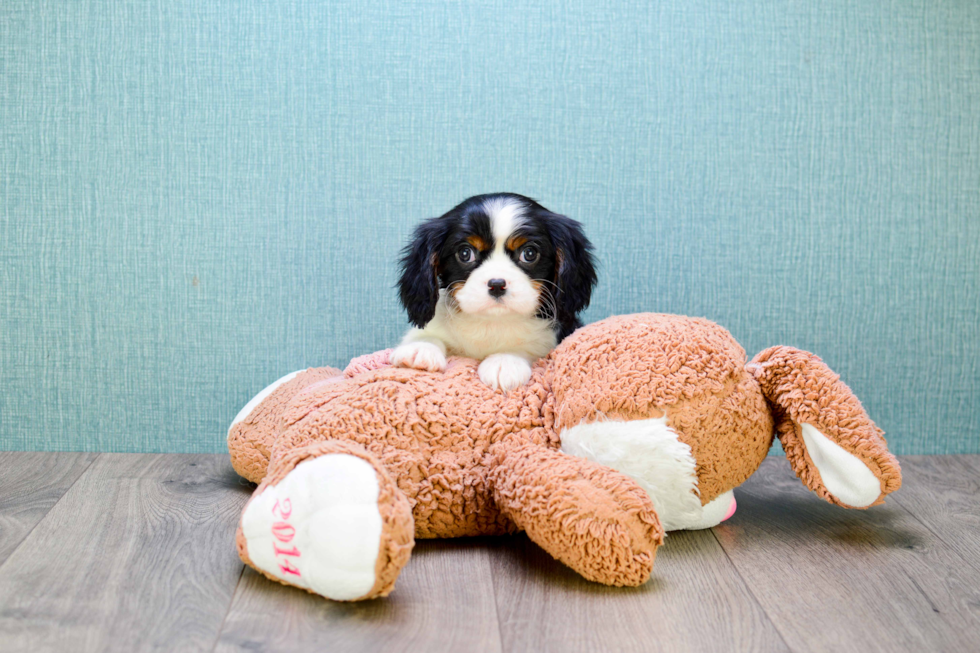 Playful Cavalier King Charles Spaniel Purebred Pup