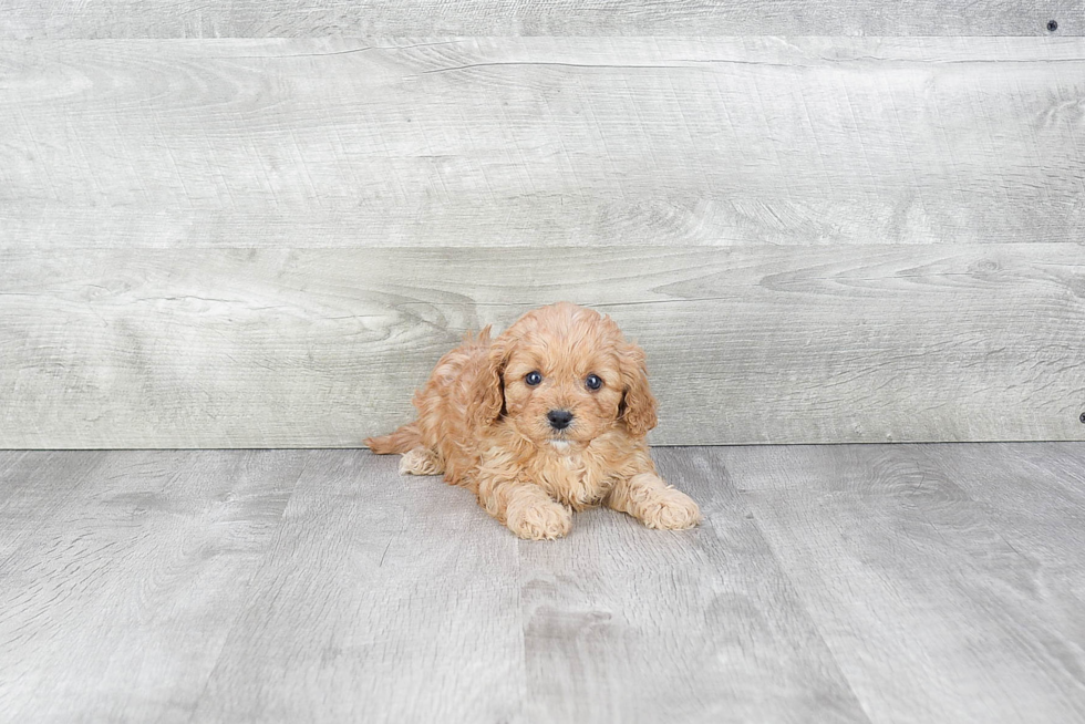 Cavapoo Pup Being Cute