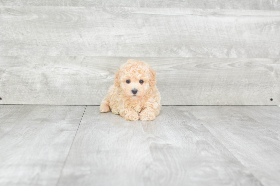 Smart Maltipoo Poodle Mix Pup