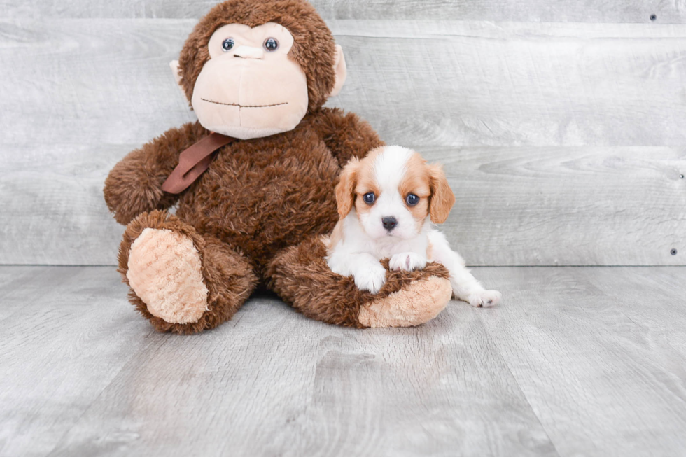 Best Cavalier King Charles Spaniel Baby