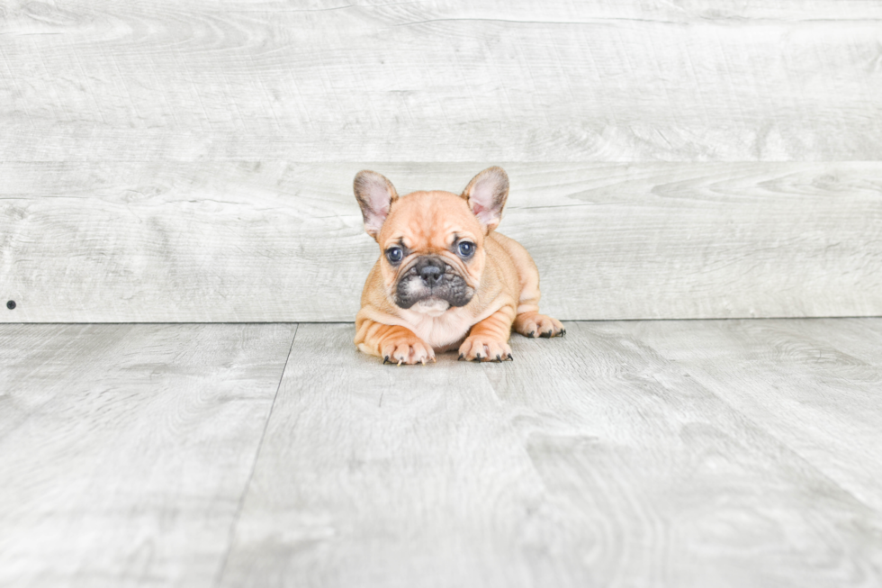 Sweet Frenchie Purebred Puppy