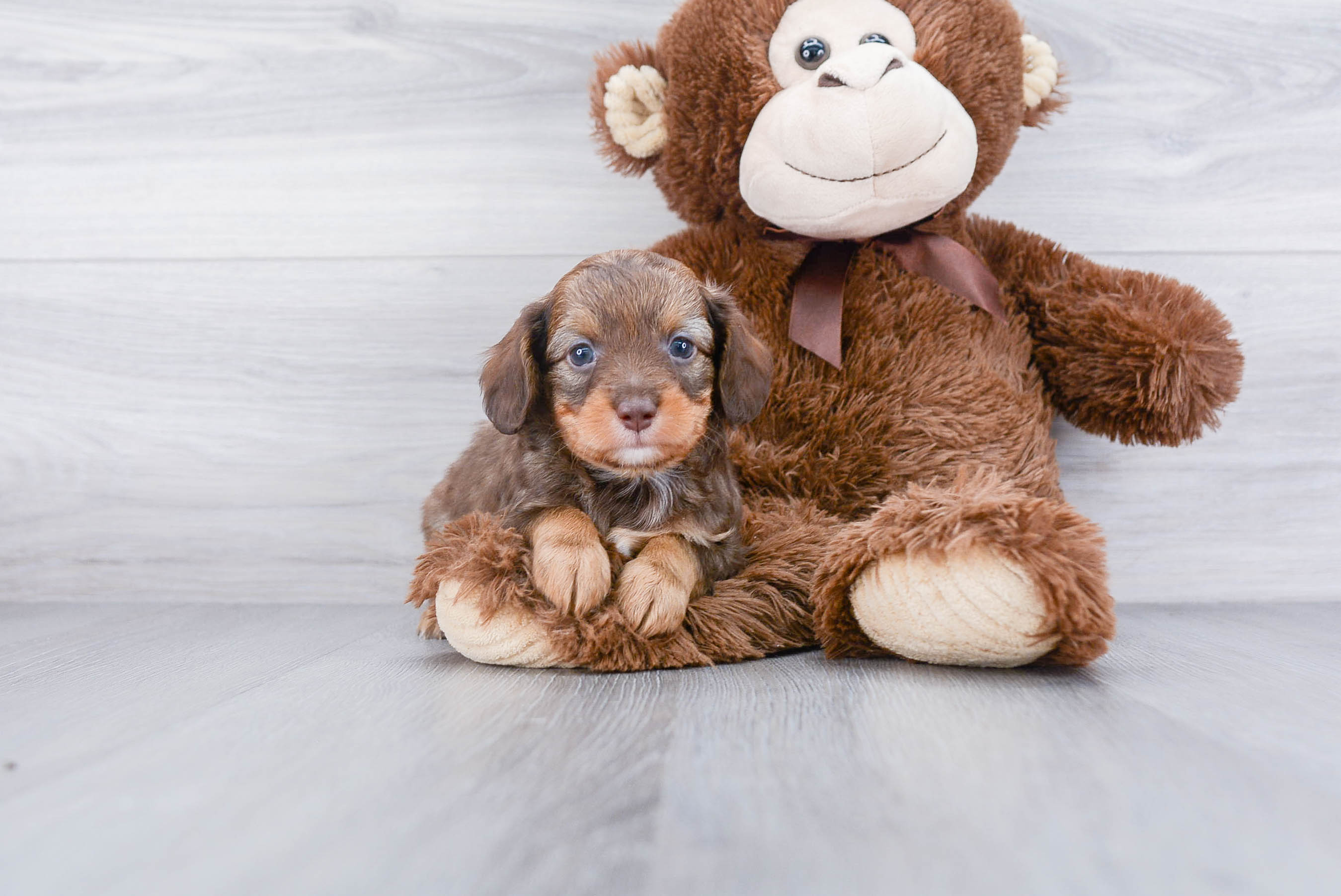 Mini Aussiedoodle Puppy for Adoption