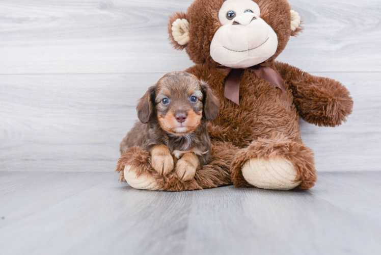 Mini Aussiedoodle Puppy for Adoption