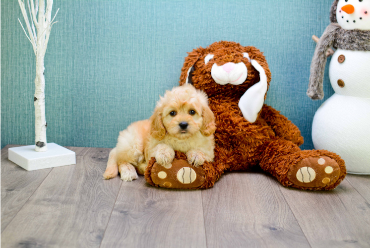 Small Cavapoo Baby